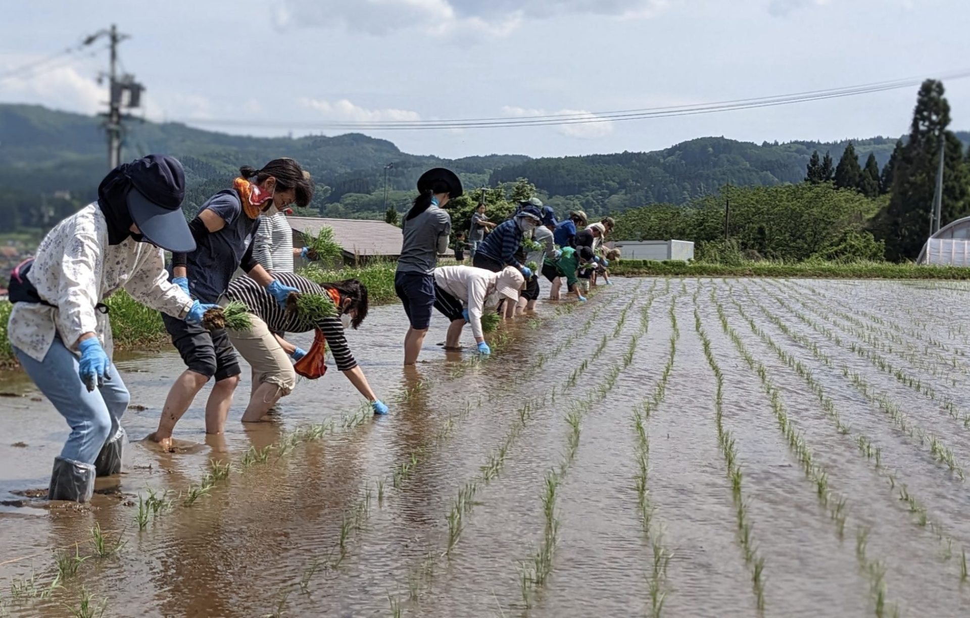 田植えのシーン
